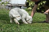 LAGOTTO CAVAGE 034